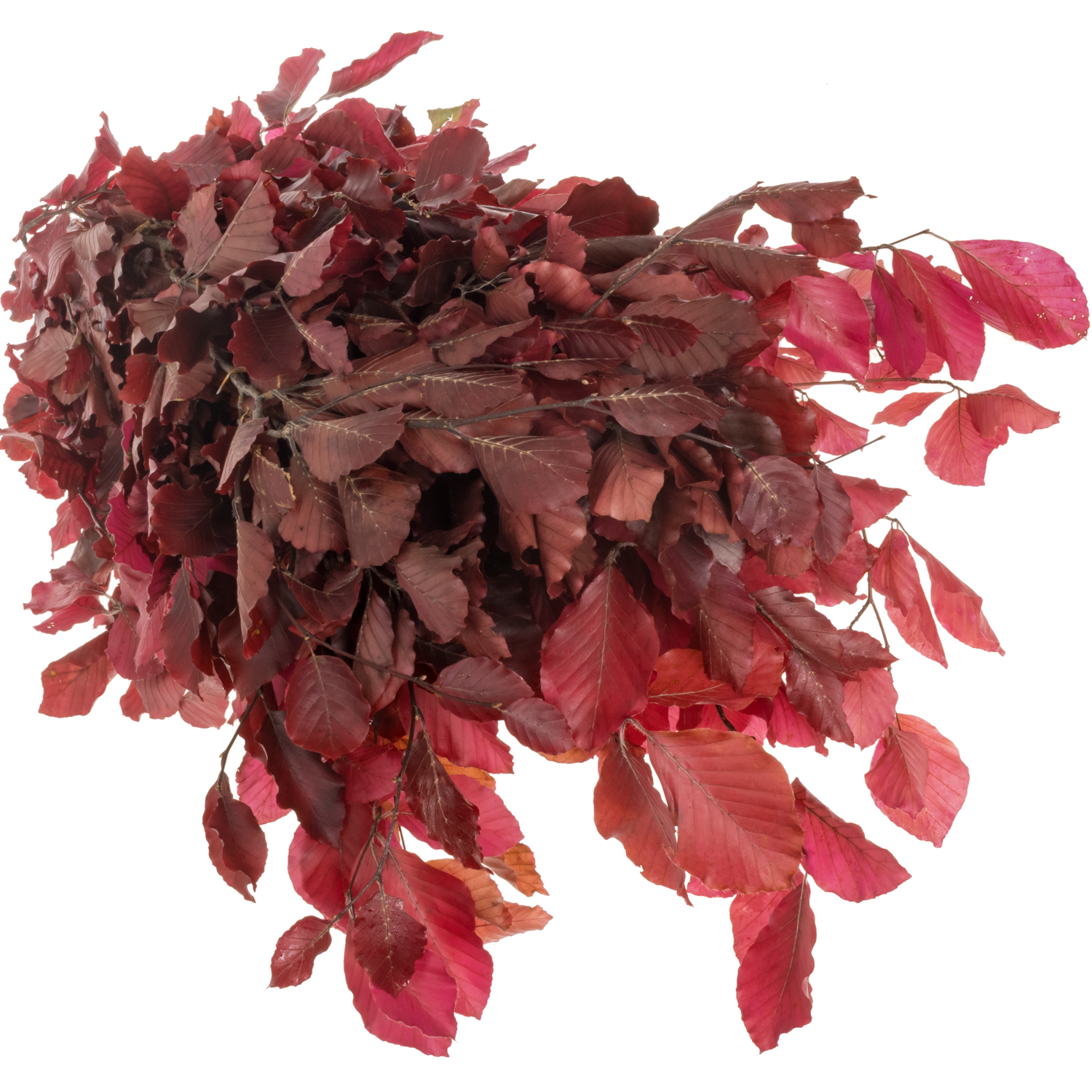 Buchelaub cerise Präpariert 70cm