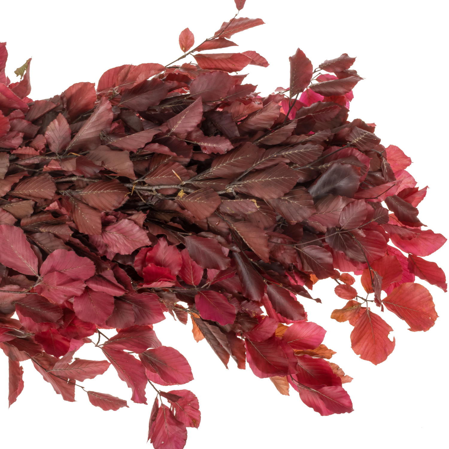 Buchelaub cerise Präpariert 70cm