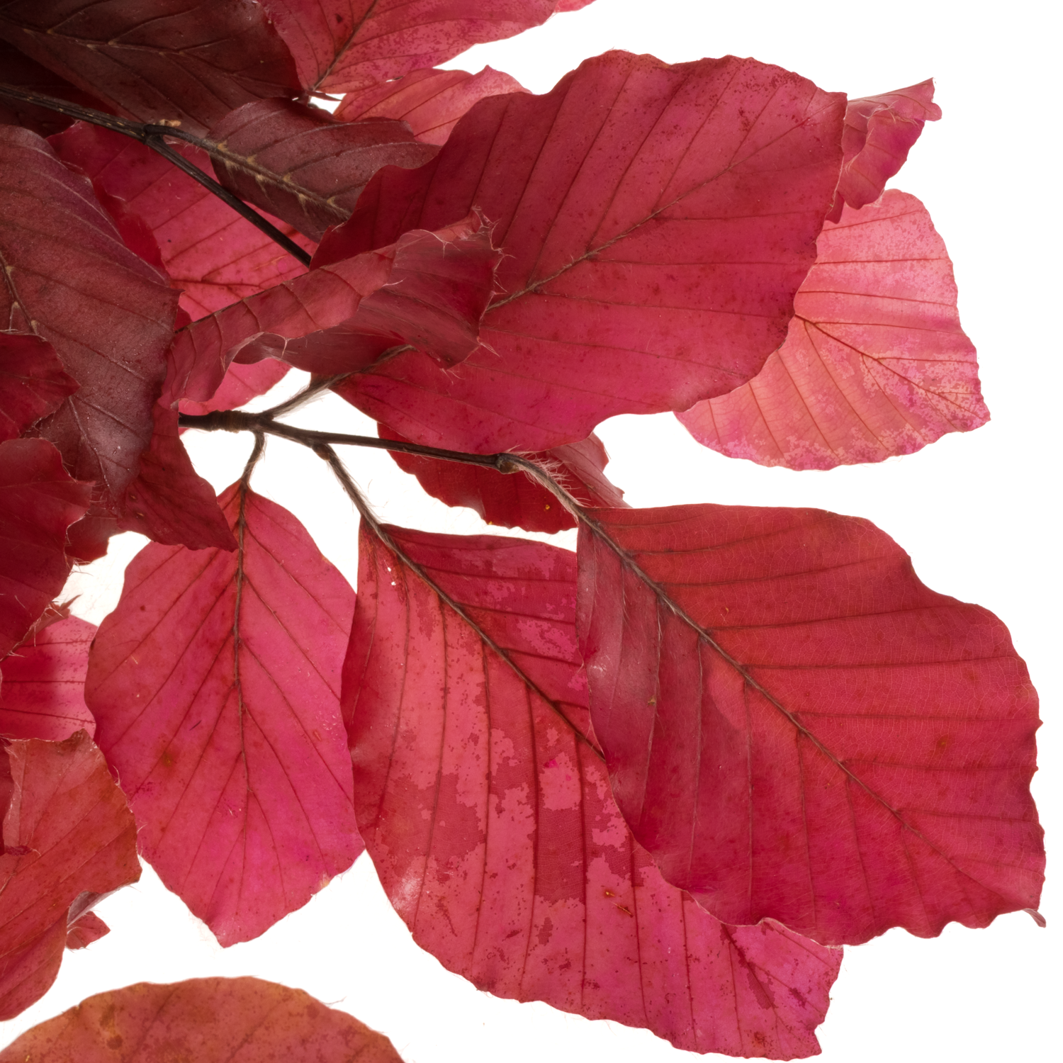 Buchelaub cerise Präpariert 70cm