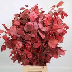 Buchelaub cerise Präpariert 70cm