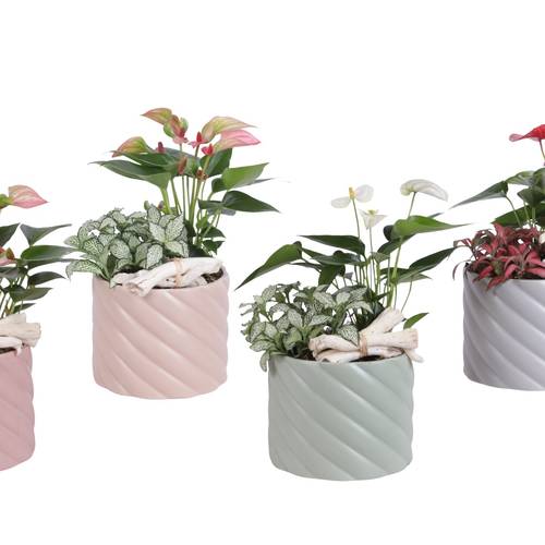 Anth.Arr mix YR614K0661-2 T14 H030