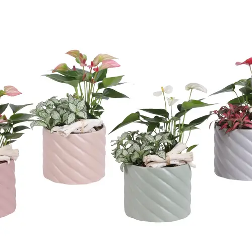 Anth.Arr mix YR614K0661-2 T14 H030