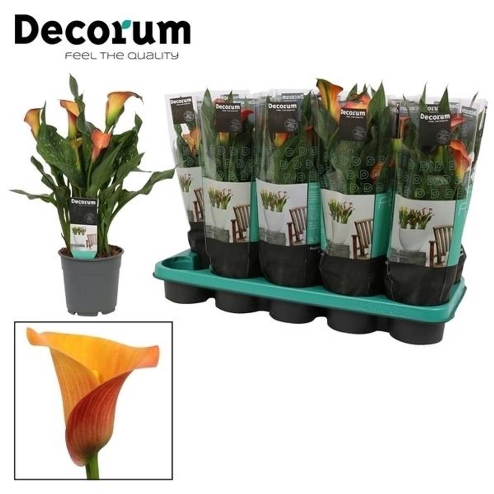 Calla orange Morning Sun T12 H35