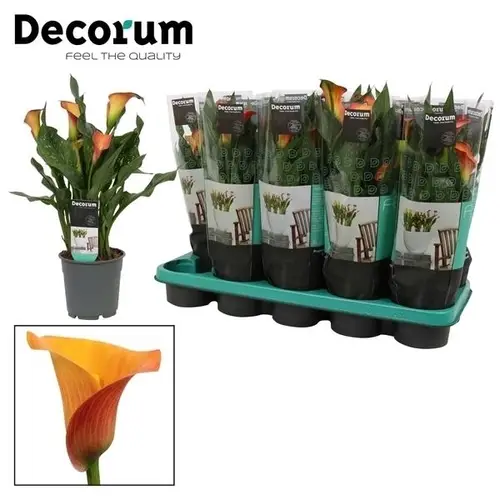 Calla orange Morning Sun T12 H35