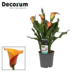 Calla orange Morning Sun T12 H35