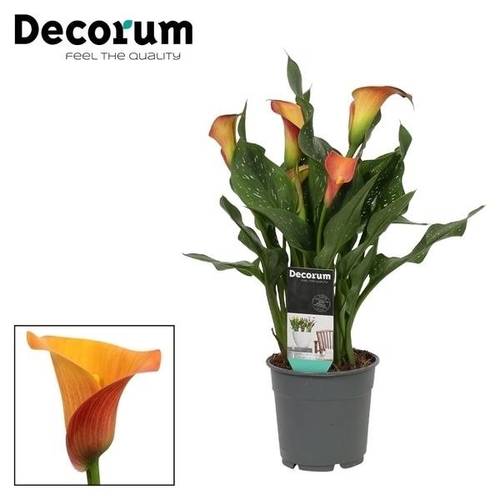 Calla orange Morning Sun T12 H35