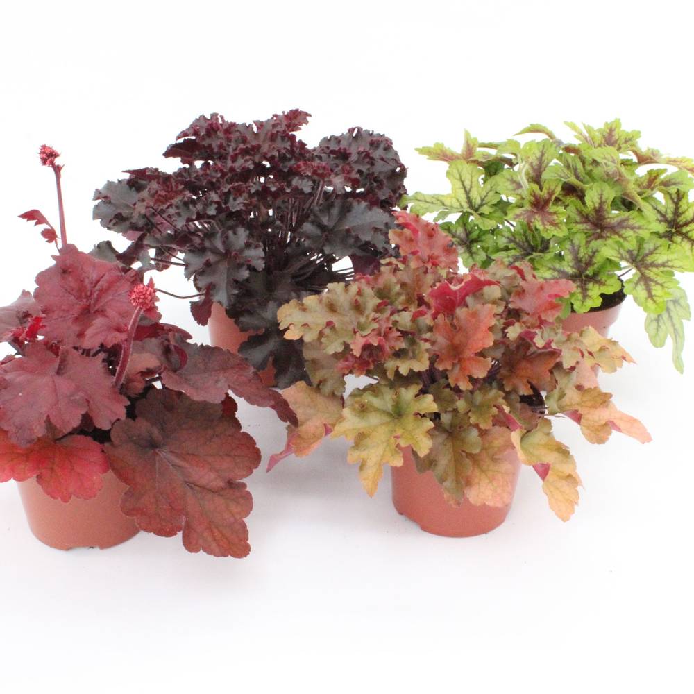 Heuchera mix Tray T13 H025