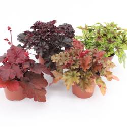 Heuchera mix Tray T13 H025