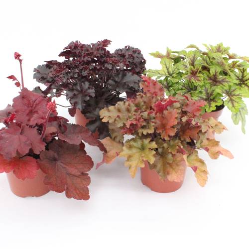 Heuchera mix Tray T13 H025