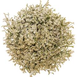 Limonium weiss Tip Top 25Gramm 60cm