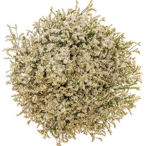 Limonium creme Tip Top 20 Gramm 60cm