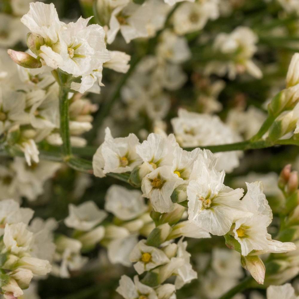 Limonium creme Tip Top 20 Gramm 60cm