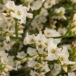Limonium creme Tip Top 20 Gramm 60cm