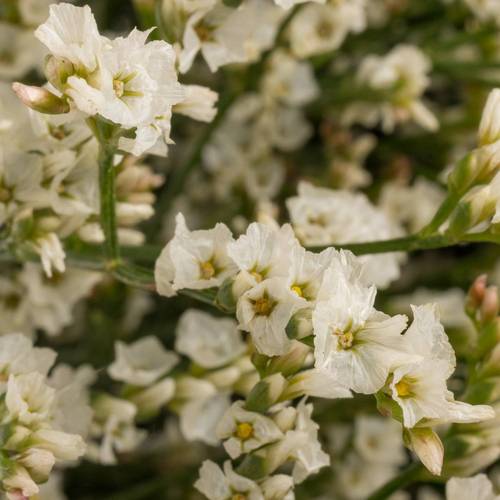 Limonium creme Tip Top 20 Gramm 60cm