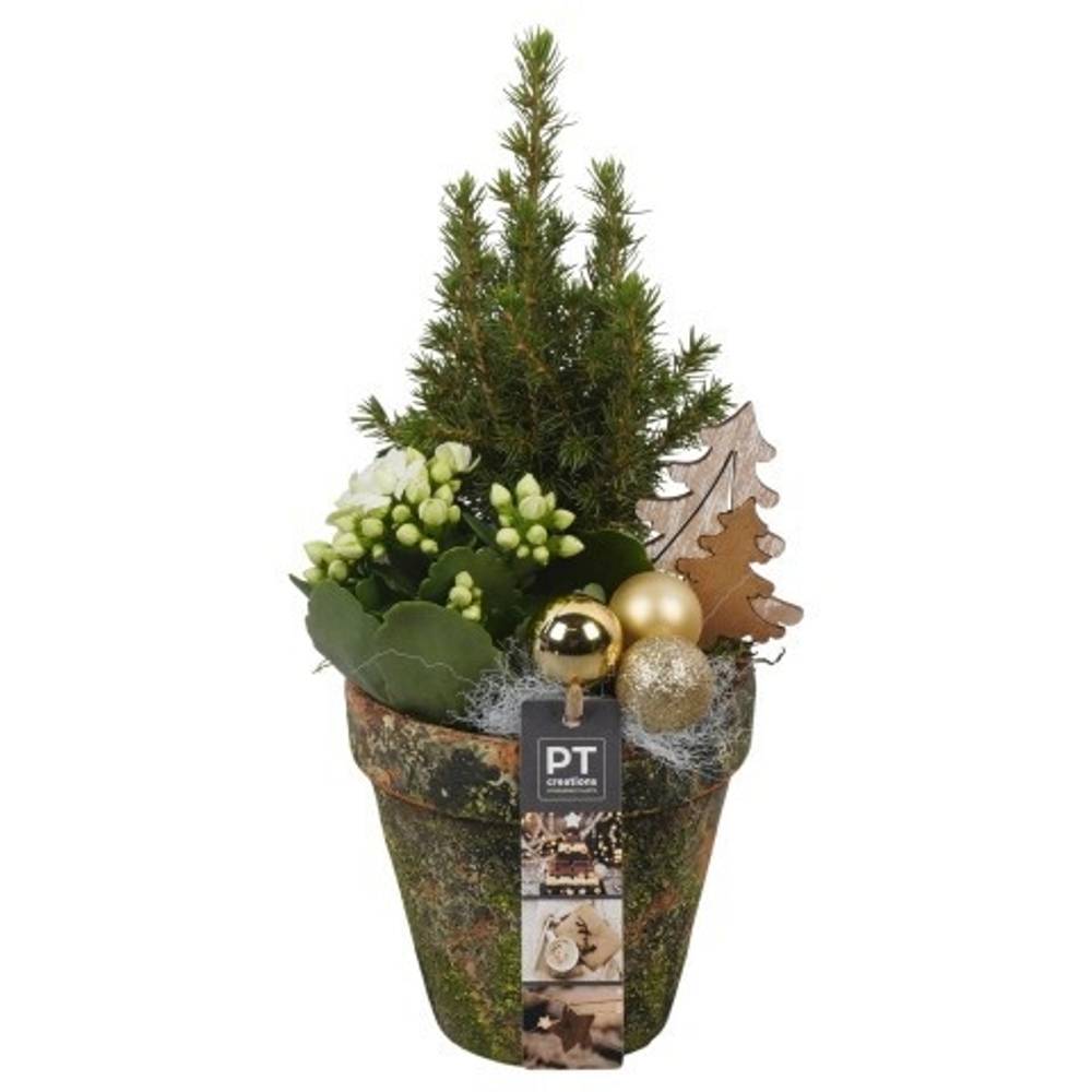 Picea.Arr PTCHG5649 Weihnachten T13 H034