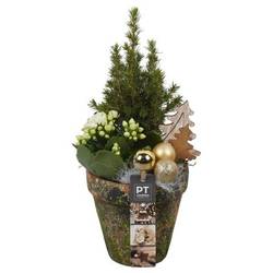 Picea.Arr PTCHG5649 Weihnachten T13 H034