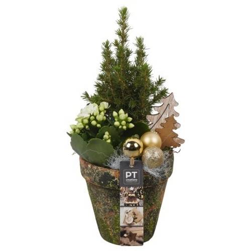 Picea.Arr PTCHG5649 Weihnachten T13 H034