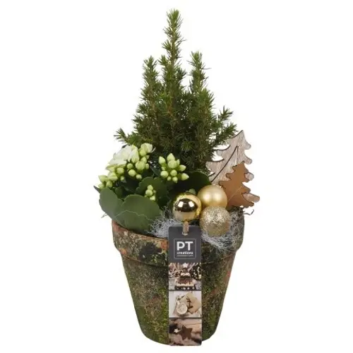 Picea.Arr PTCHG5649 Weihnachten T13 H034