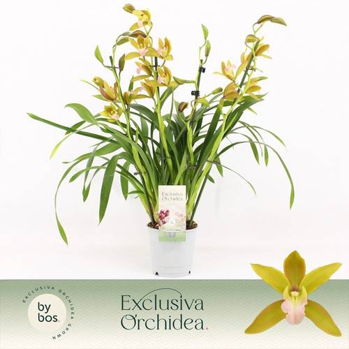 Cymbidium 4-R Tiger Tail T12 H045