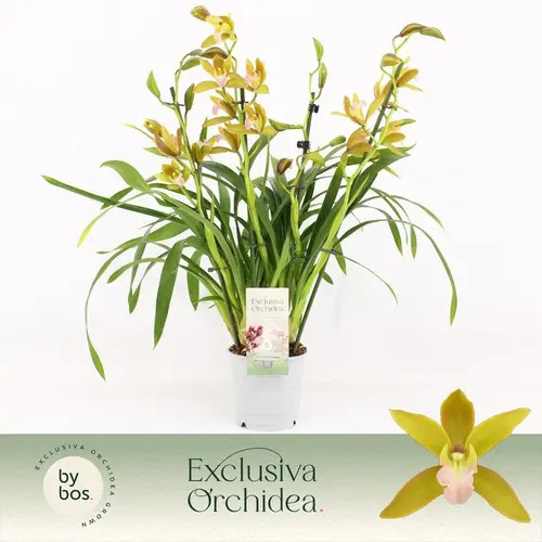 Cymbidium 4-R Tiger Tail T12 H045