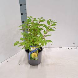 Cephalanthus Occidentalis T19 H030