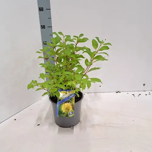Cephalanthus Occidentalis T19 H030