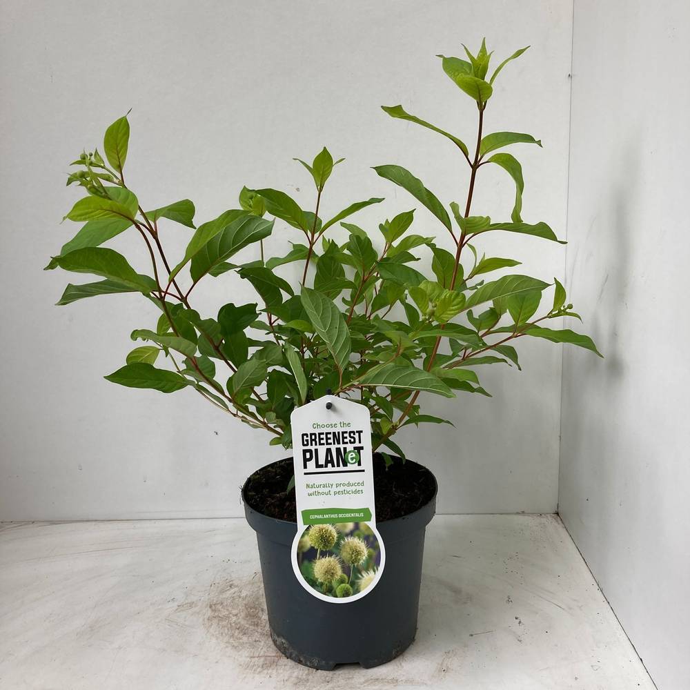 Cephalanthus Occidentalis T19 H030