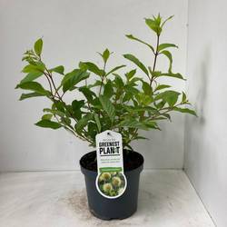 Cephalanthus Occidentalis T19 H030