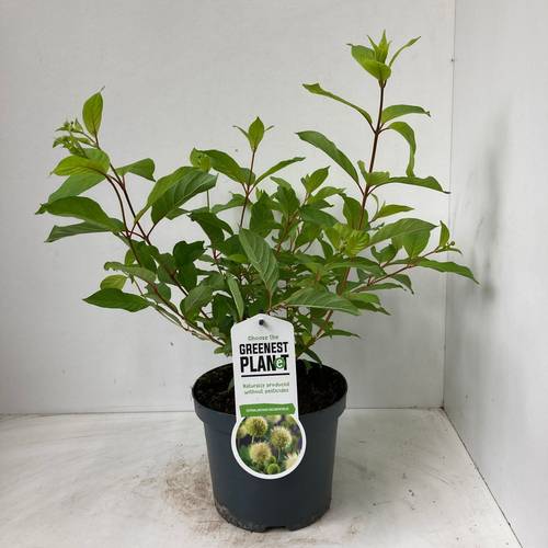 Cephalanthus Occidentalis T19 H030
