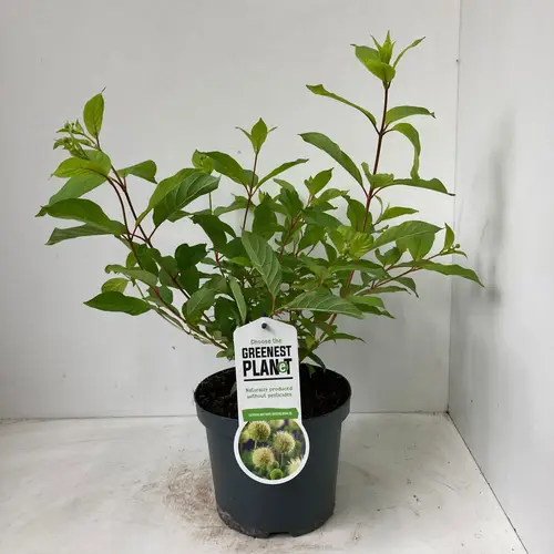 Cephalanthus Occidentalis T19 H030