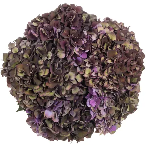 Hortensie dunkel lila/grün Ruby Red cl Bol 17cm 60cm