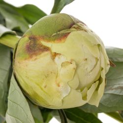 Pfingstrose creme gefüllt Bowl 60cm