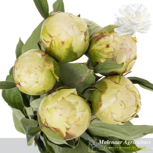 Pfingstrose creme gefüllt Bowl 60cm