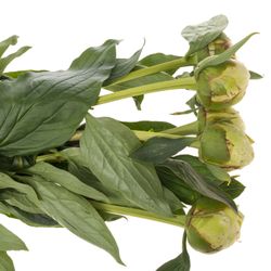 Pfingstrose creme gefüllt Bowl 60cm