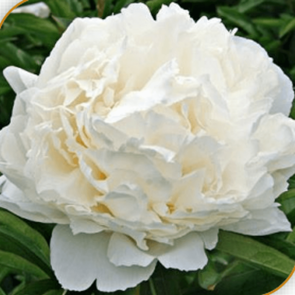 Pfingstrose creme gefüllt Bowl 60cm