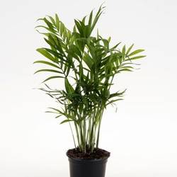 Chamaedorea Elegans T09 H020