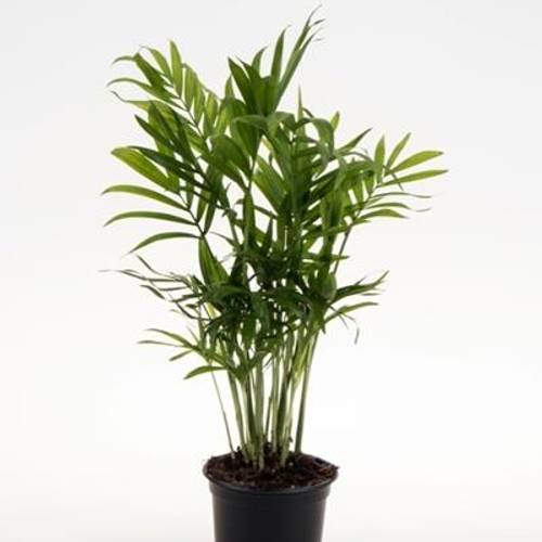 Chamaedorea Elegans T09 H020