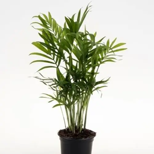 Chamaedorea Elegans T09 H020