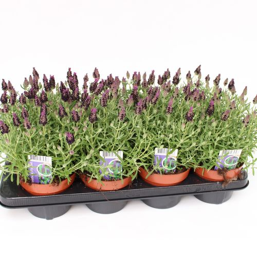 Lavendel Stoechas Anouk T13 H31