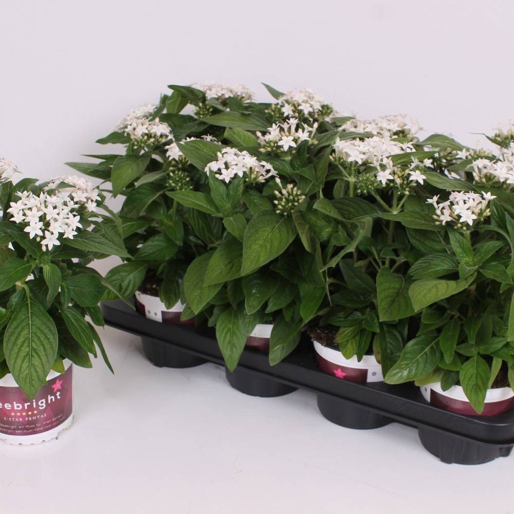 Pentas weiss T13 H028