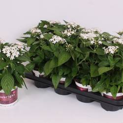 Pentas weiss T13 H028