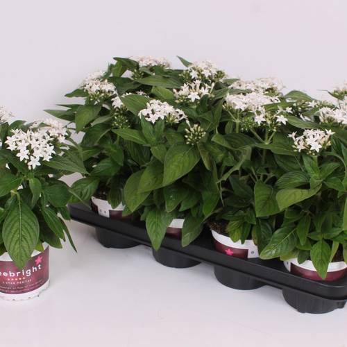 Pentas weiss T13 H028