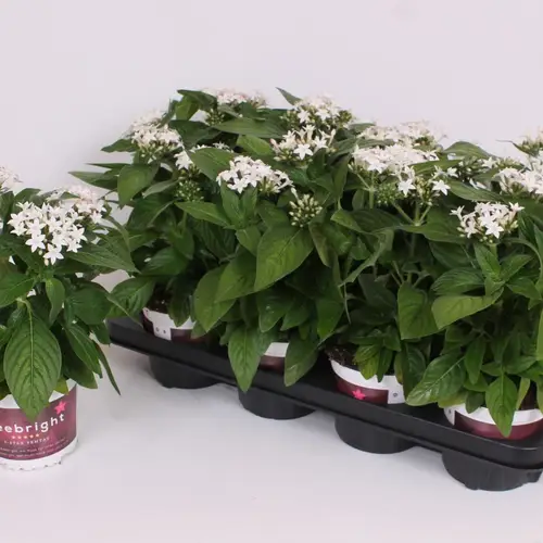 Pentas weiss T13 H028