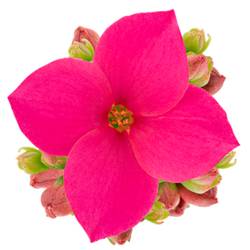 Kalanchoe Einfachbl. rosa T06 H008