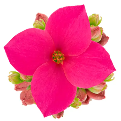 Kalanchoe Einfachbl. rosa T06 H008