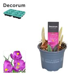 Crocus 3er lila Flower Rec. T09 H15