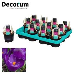 Crocus 3er lila Flower Rec. T09 H15