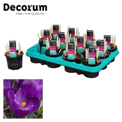 Crocus 3er lila Flower Rec. T09 H15