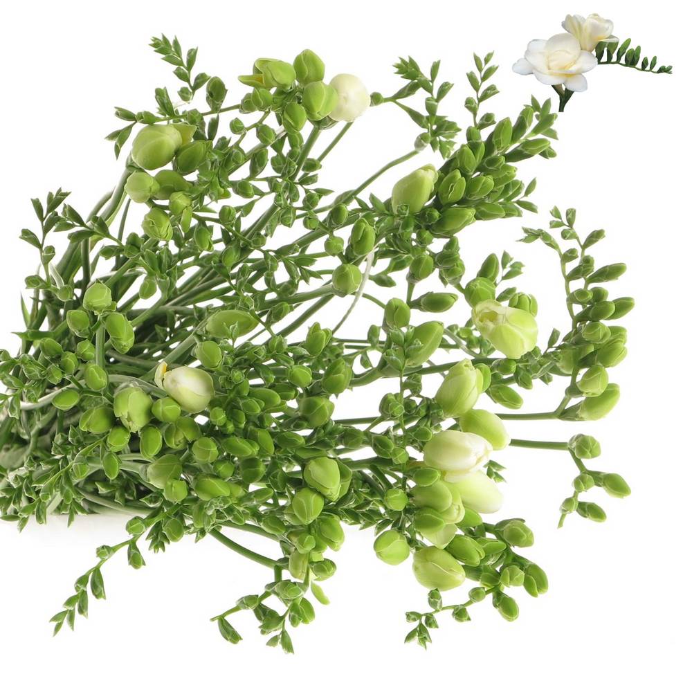 Freesie weiss gefüllt Essence 16 Gramm