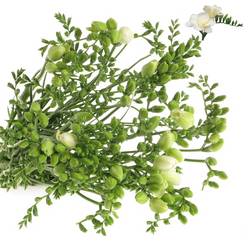 Freesie weiss gefüllt Essence 16 Gramm